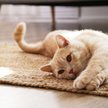 Koronawirus. Seul: Test wykazał zakażenie u kota. Miał objawy