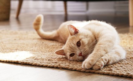 Koronawirus. Seul: Test wykazał zakażenie u kota. Miał objawy