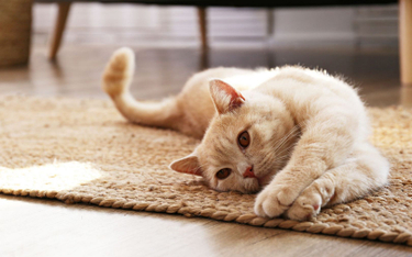 Koronawirus. Seul: Test wykazał zakażenie u kota. Miał objawy
