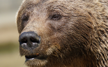 Rosja: Z niedźwiedziem na smyczy