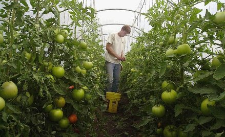 Pomidory uprawiane w „ekologicznych” gospodarstwach są tak samo zdrowe i pożywne jak inne