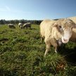 Zoofilia wciąż jest karana, lecz teraz nie jako przestępstwo seksualne, ale jako przestępstwo przeci