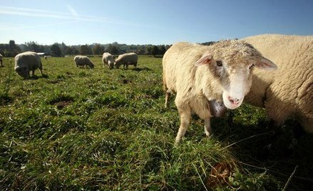 Zoofilia wciąż jest karana, lecz teraz nie jako przestępstwo seksualne, ale jako przestępstwo przeci