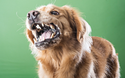 Agresywne zachowanie psów jest częstym problemem kurierów