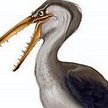 Pelagornis chilensis (fot. Carlos Anzures)