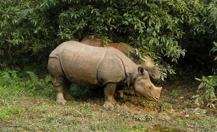 Indyjski nosorożec w rezerwacie Chitwan w Nepalu