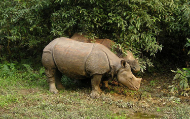 Indyjski nosorożec w rezerwacie Chitwan w Nepalu
