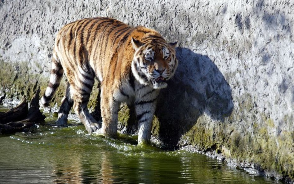 Atak na tygrysy w poznańskim ZOO