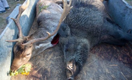 Darz bór, towarzysze!