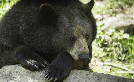 Niedźwiedzie terroryzują rosyjskie miasto