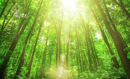 Nadal obowiązuje zakaz wstępu do lasów: Słowik, Bilcza i Niewachlów