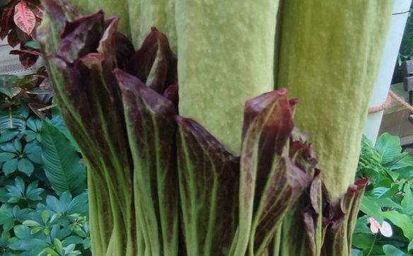 Trzy dni temu spatha kwiatu rozpoczęła zmieniać kolor, to była jedna z oznak zbiżającego się kwitnie