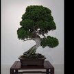 Małżeństwo z Japonii okradzione z 400-letniego drzewka bonsai