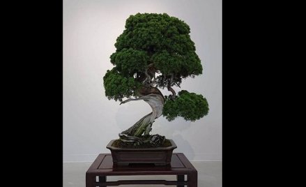 Małżeństwo z Japonii okradzione z 400-letniego drzewka bonsai