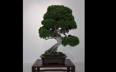 Małżeństwo z Japonii okradzione z 400-letniego drzewka bonsai