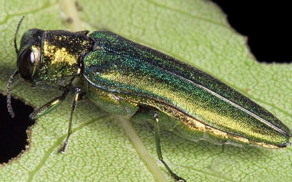 Chrząszcz Agrilus planipennis jest niewielki – ma 13,5 mm długości – ale powoduje duże szkody. Larwy