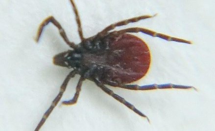 Coraz więcej przypadków boreliozy