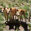 Australia: Psy dingo próbowały porwać dziecko