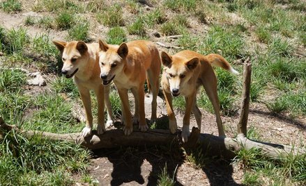 Australia: Psy dingo próbowały porwać dziecko
