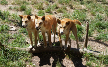 Australia: Psy dingo próbowały porwać dziecko