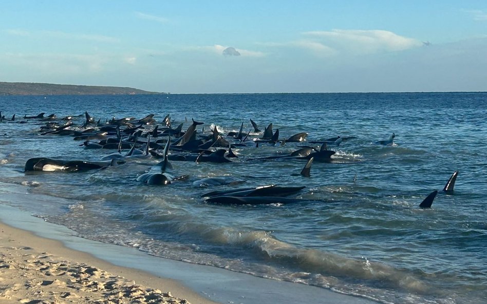 Grindwale wyrzucone na brzeg na zachodnim wybrzeżu Australii