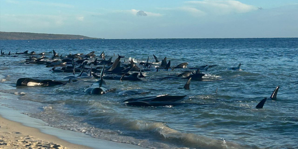 Akcja ratunkowa na wybrzeżu Australii. 160 grindwali wyrzuconych na brzeg