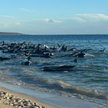 Grindwale wyrzucone na brzeg na zachodnim wybrzeżu Australii