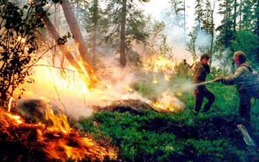 Strażacy próbują gasić tajgę w pobliżu Krasnojarska. Ogromne pożary rozprzestrzeniły się tam po 25 l