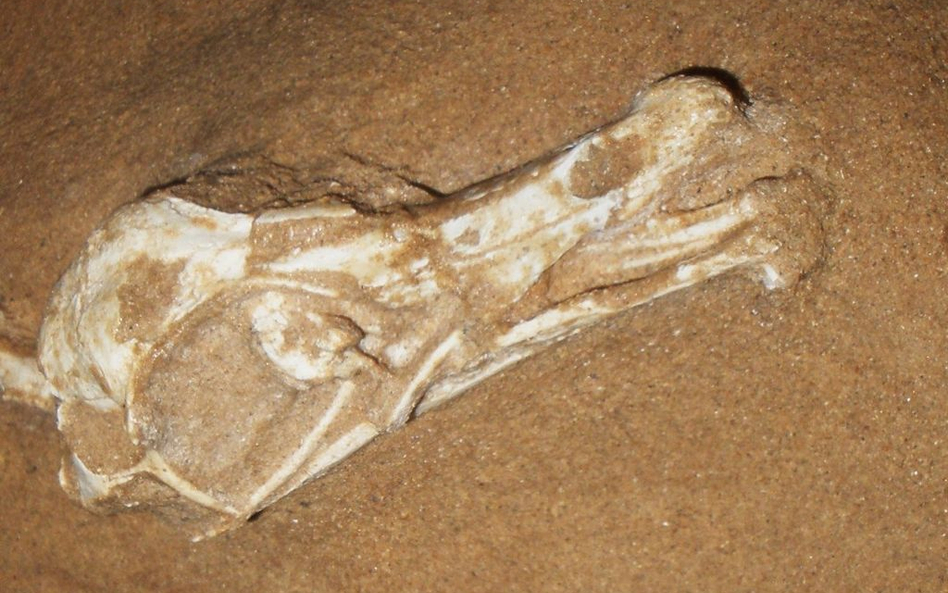 Halszkaraptor: polska matka dinozaurów