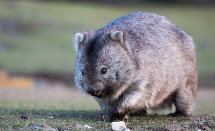 Przysięga dla turystów. "Będę szanował futrzastych mieszkańców"