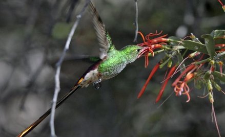 Zmiany klimatu zgubne dla zwierząt i roślin