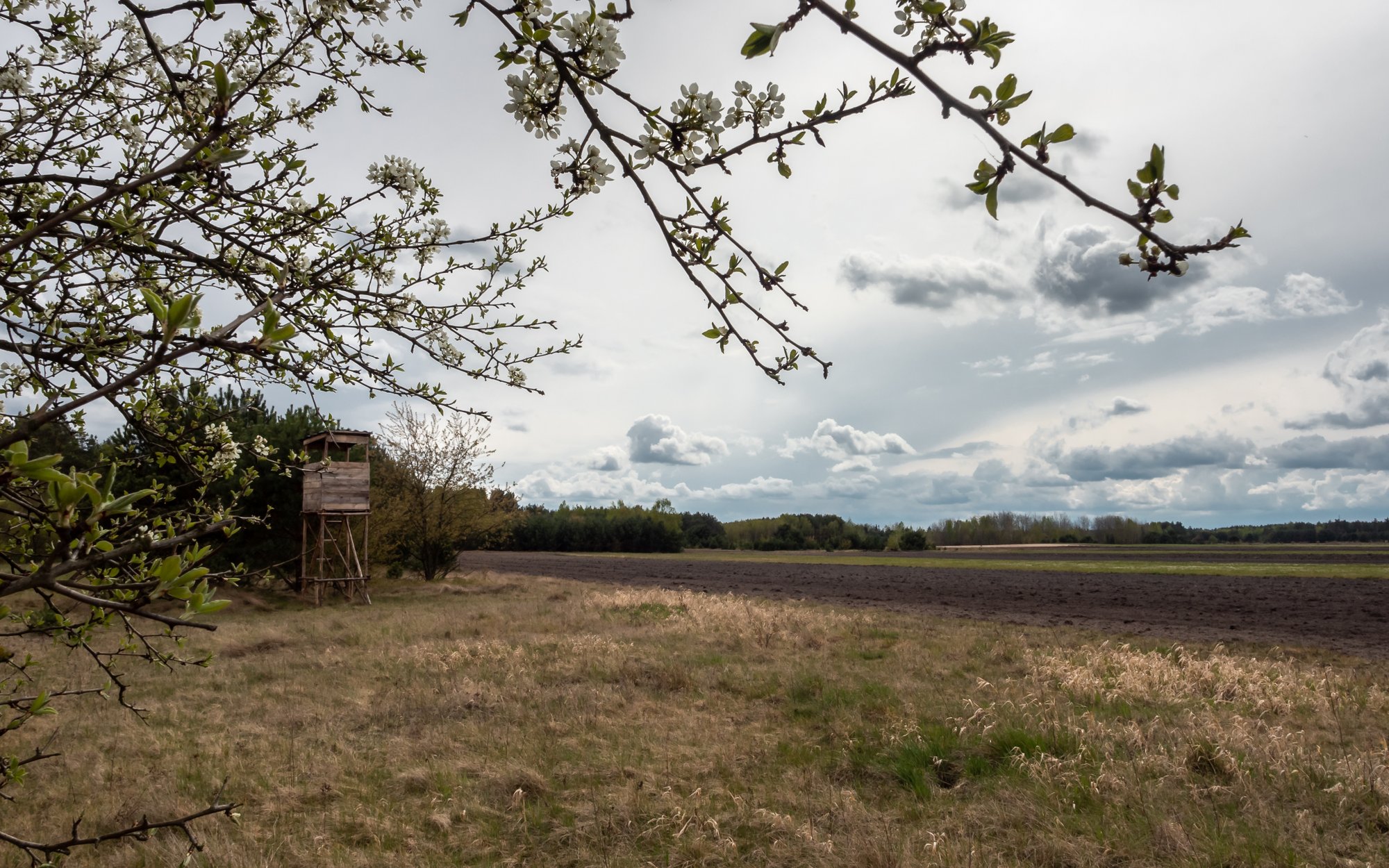 Susza w Polsce uderza w rolników i lasy. Możliwe podwyżki cen żywności