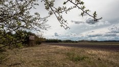 Problem z suszą może wpłynąć na ceny nowalijek