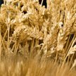 Sytuacja na rynku pszenicy