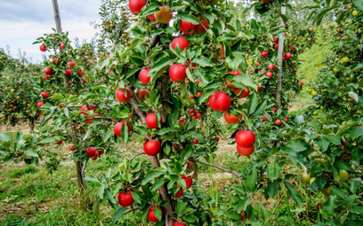Produkcja jabłek w Polsce rośnie, choć ich spożycie spada.