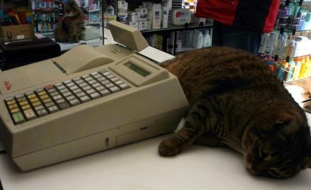 Budka z piwem i kasą fiskalną