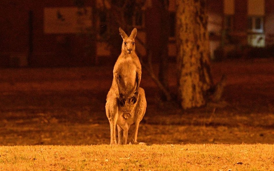 Pożary w Australii. Rośnie liczba ofiar