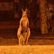 Pożary w Australii. Rośnie liczba ofiar