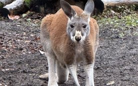 Młody kangur spędza kilka miesięcy, przechodząc kluczowe etapy rozwoju fizycznego