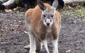 Młody kangur spędza kilka miesięcy, przechodząc kluczowe etapy rozwoju fizycznego