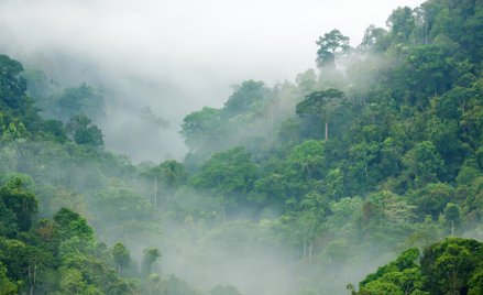 Lasy Deszczowe nad przepaścią. Degradacja w alarmującym tempie