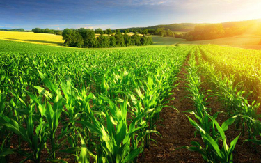 Obrót ziemią rolną: RPO skarży przepisy do TK