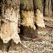 Skarb Państwa odpowiada za szkody wyrządzone m.in. przez bobry
