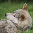 Zoo w Gdańsku: Wilk chciał uciec, został zastrzelony