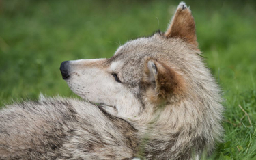 Zoo w Gdańsku: Wilk chciał uciec, został zastrzelony