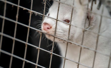 Zmutowany koronawirus SARS-CoV-2 w Danii. Norki w Polsce będą badane