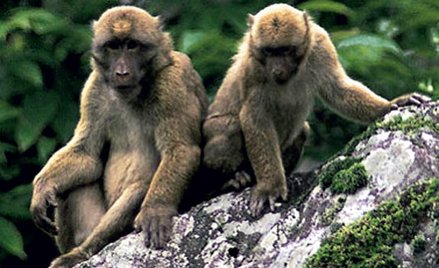 Makaki we wschodnich Himalajach opisane zostały w roku 2005