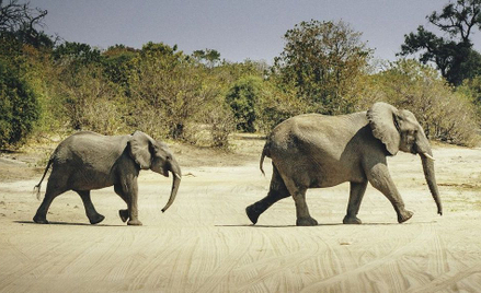 Botswana: Odstrzelą 70 słoni. Władze sprzedają pozwolenia