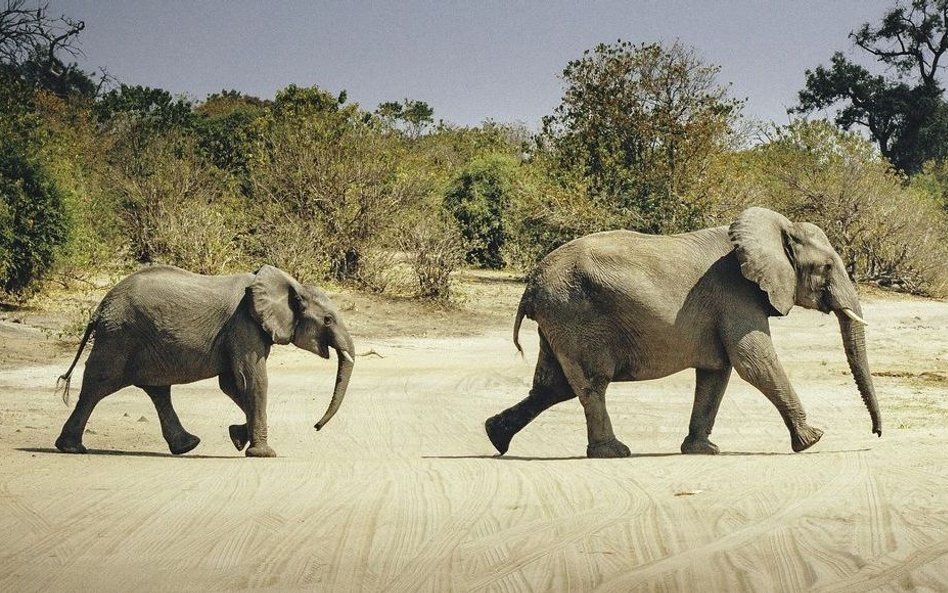 Botswana: Odstrzelą 70 słoni. Władze sprzedają pozwolenia