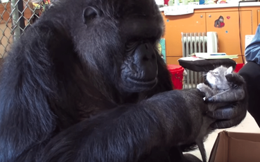 Nie żyje Koko, goryl, który rozmawiał